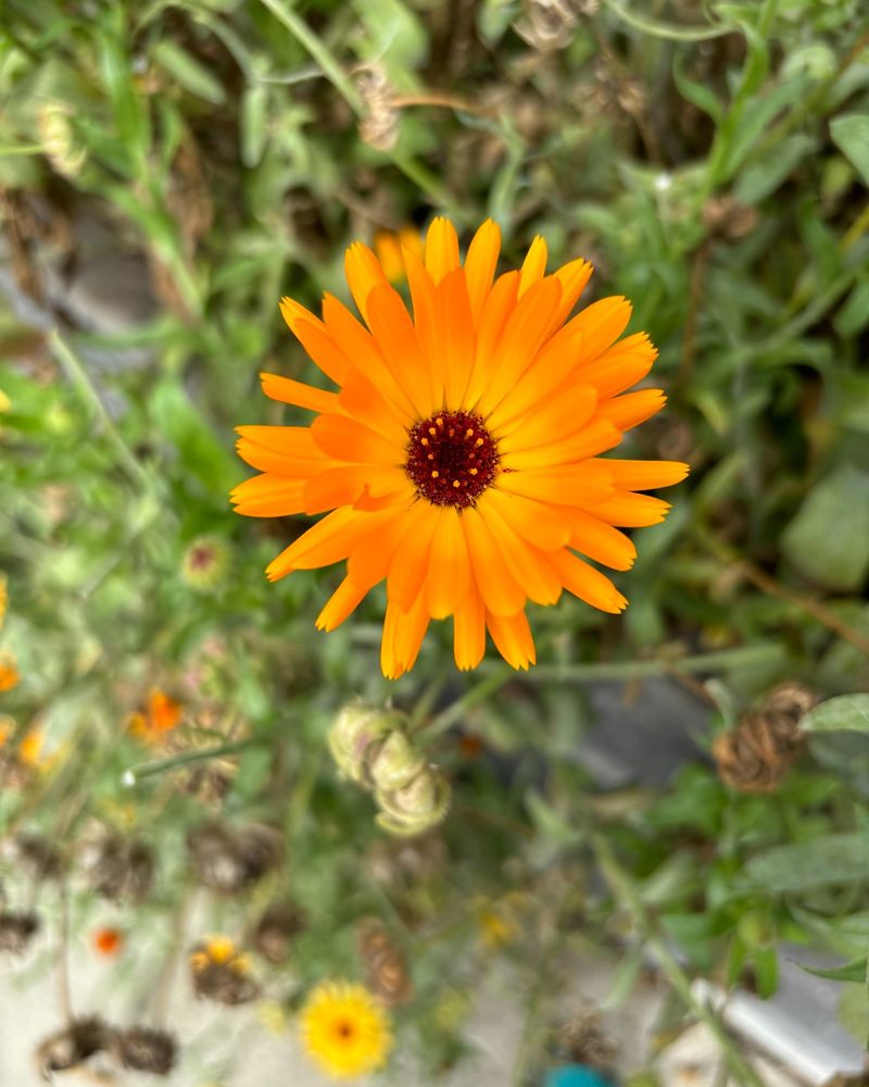 Calendula (Pot Marigold)