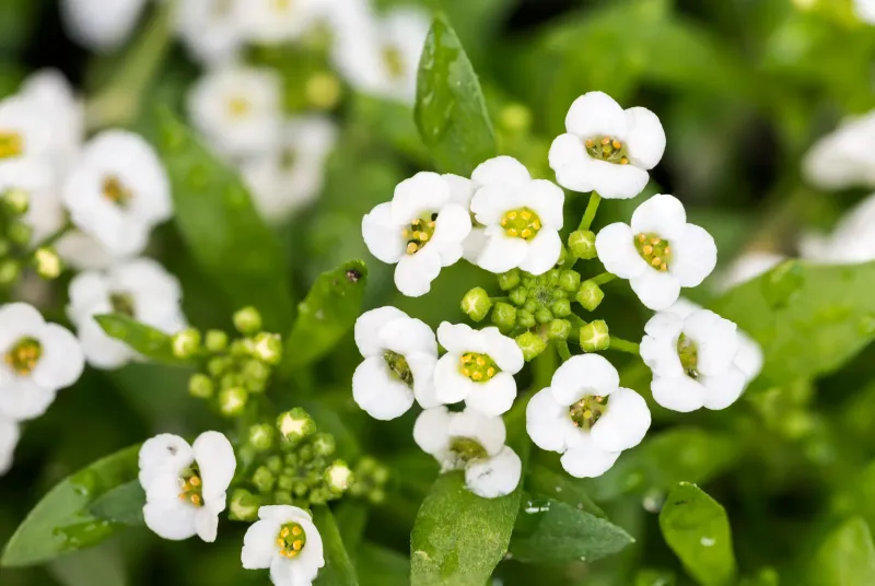 Alyssum