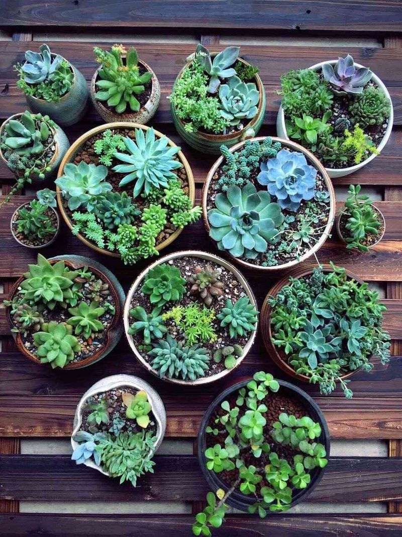 Succulents
