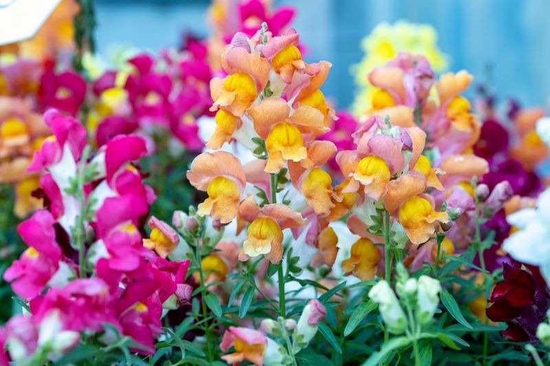 Snapdragon