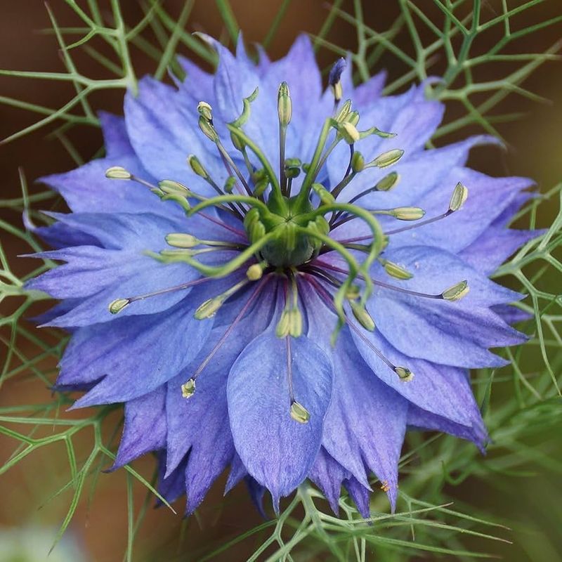 Nigella (Love-in-a-Mist)