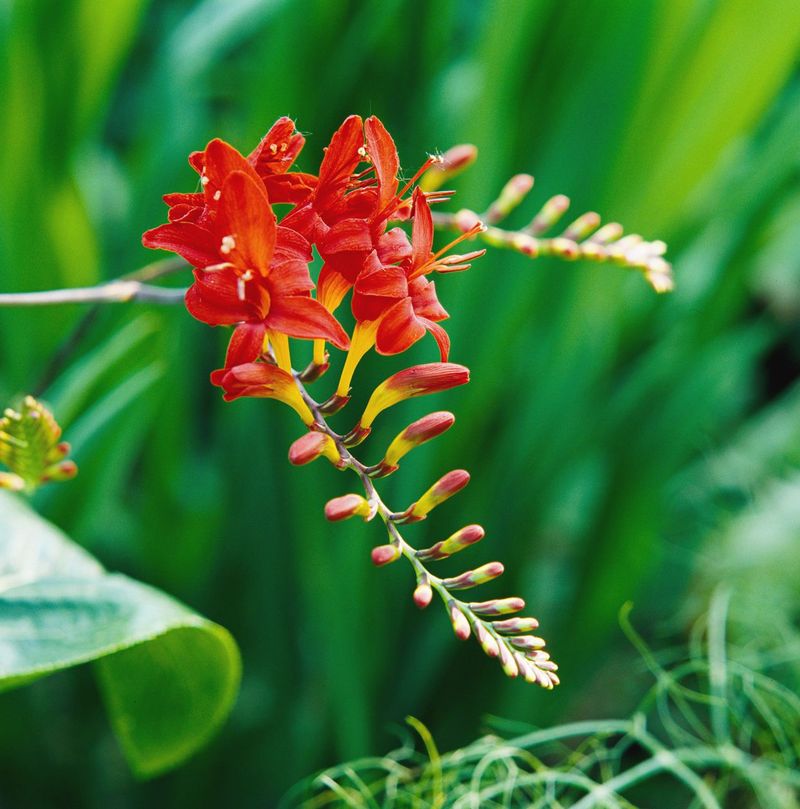 Crocosmia