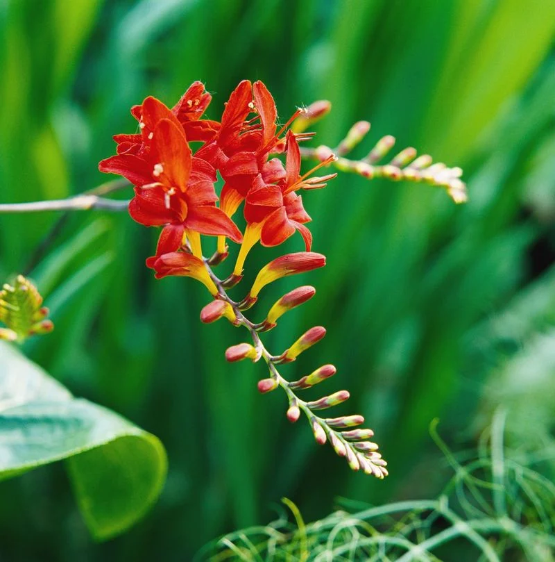 Crocosmia