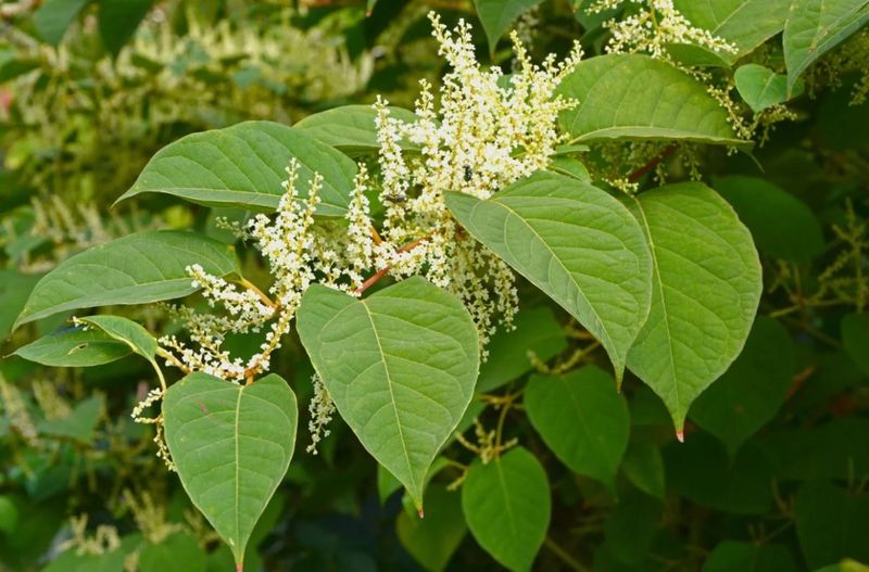 Japanese Knotweed