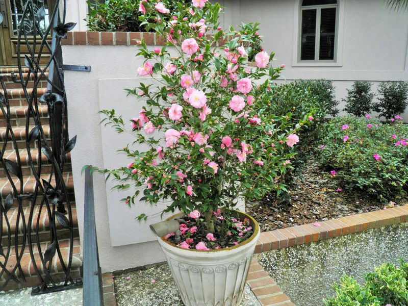 Camellia