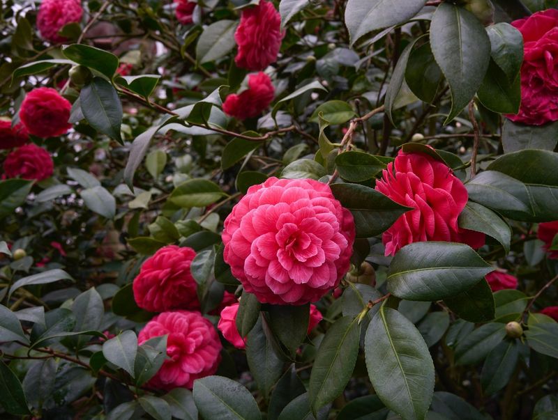 Camellia