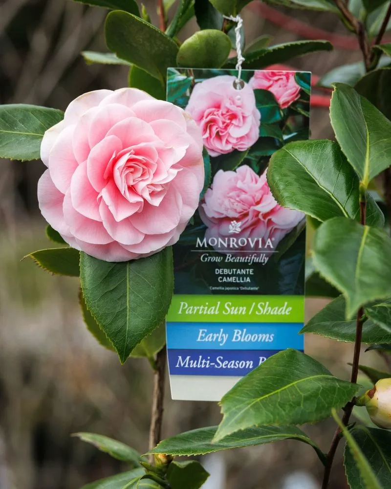 Camellia