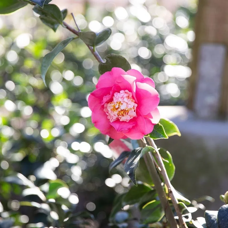 Camellia