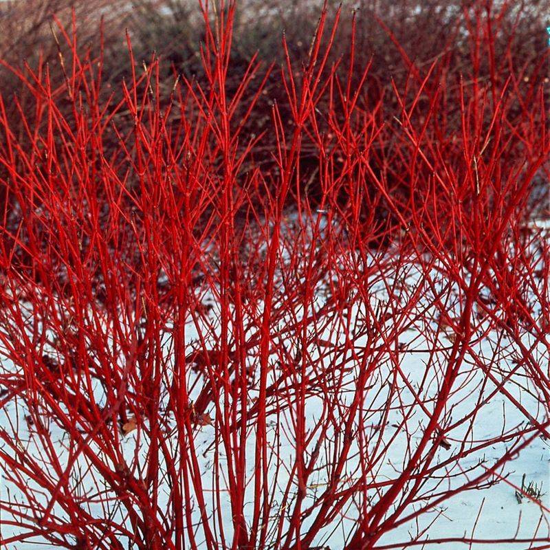 Red Osier Dogwood