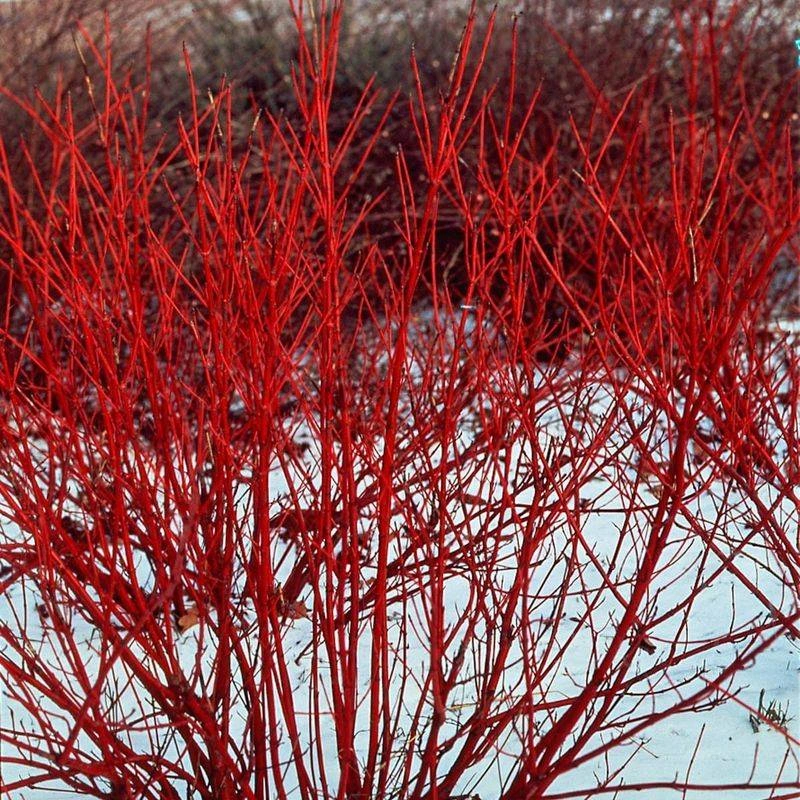 Red Osier Dogwood