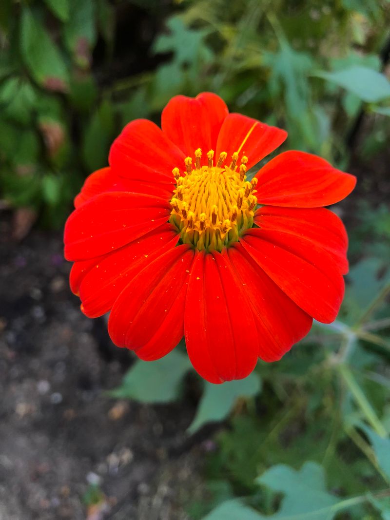 Shy Sunflower Sibling