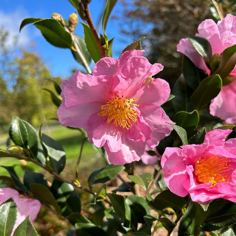 Camellias