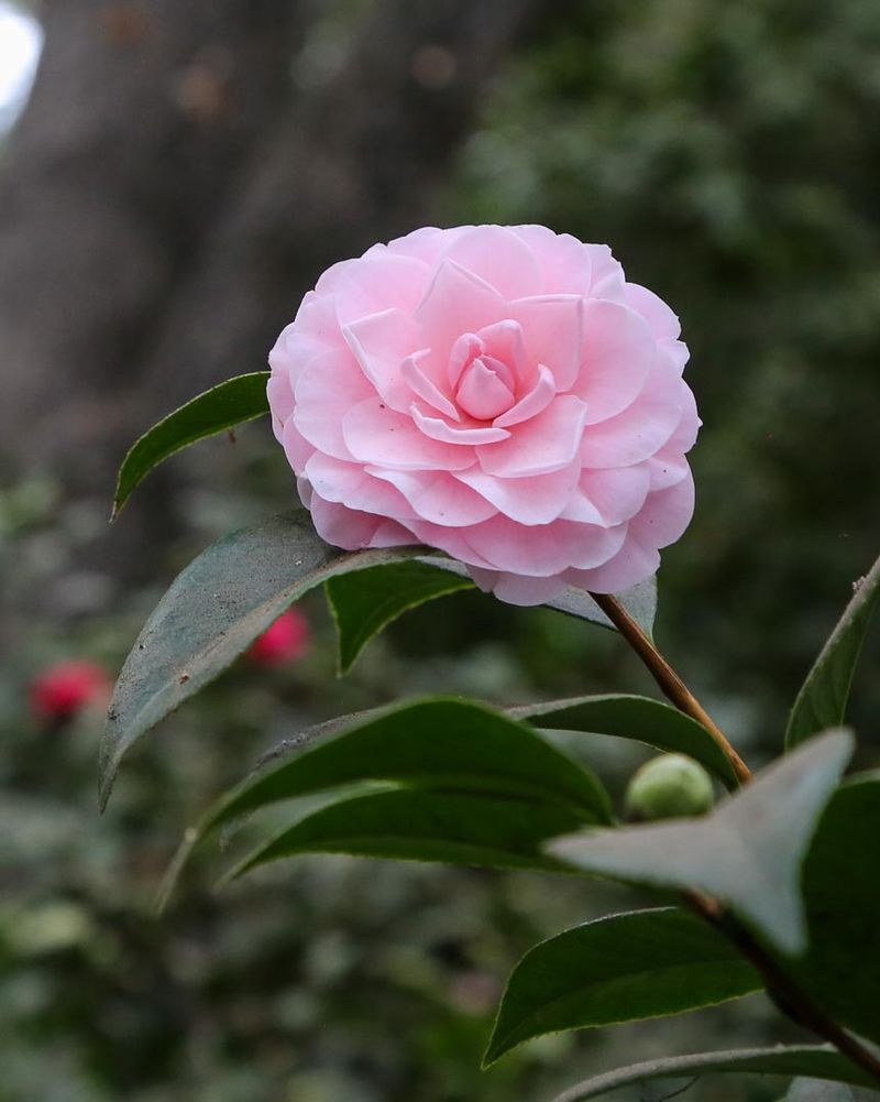 Camellias
