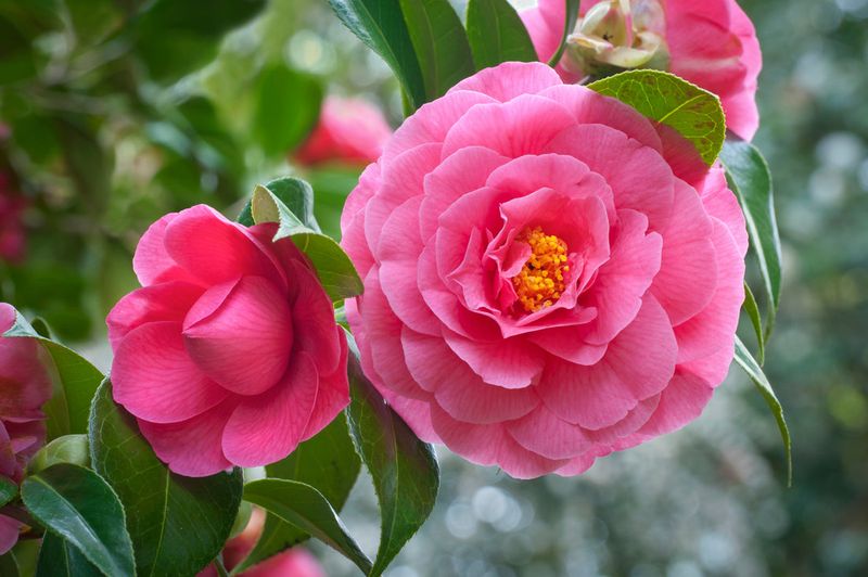 Camellias