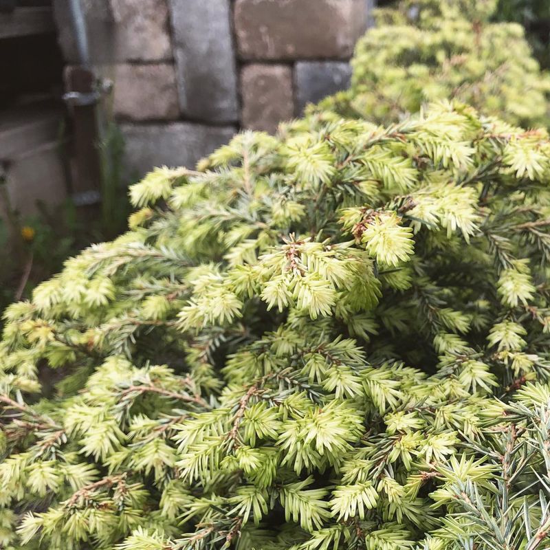 Canadian Hemlock