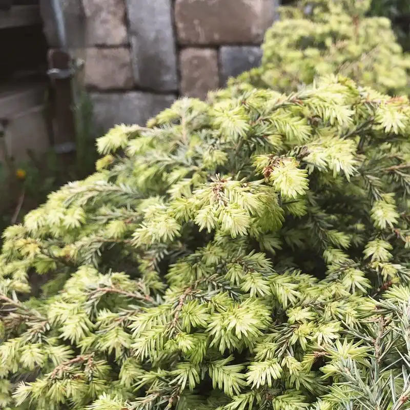 Canadian Hemlock
