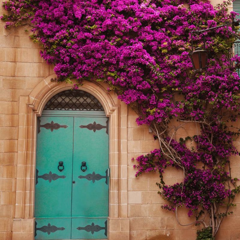 Bougainvillea