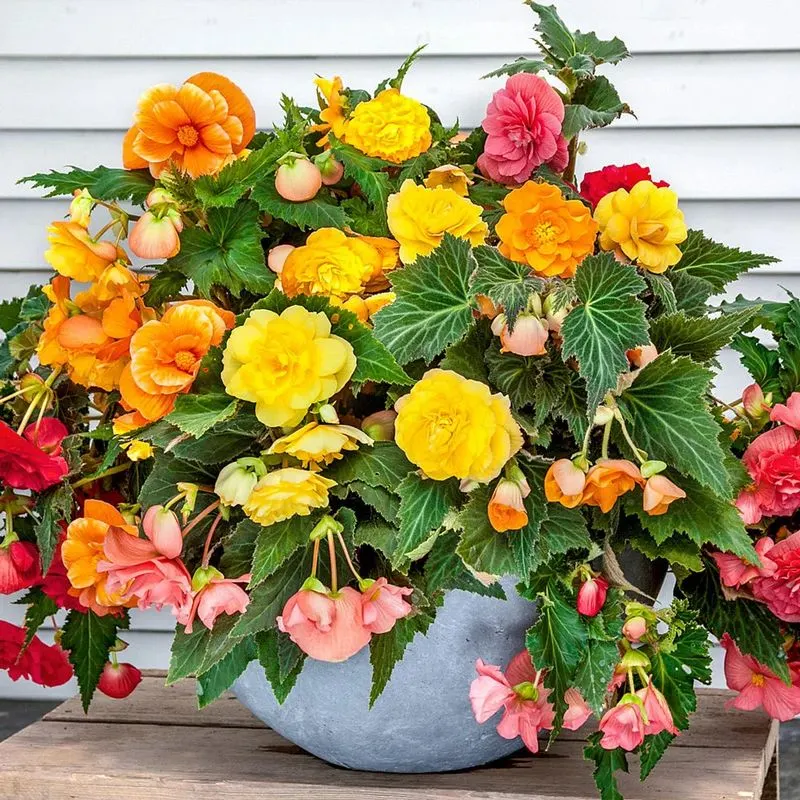 Begonia