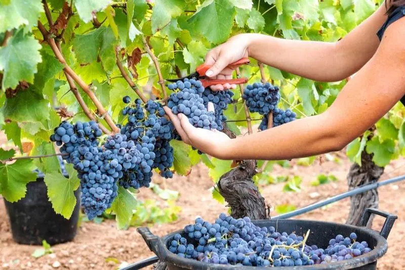 Harvesting Techniques
