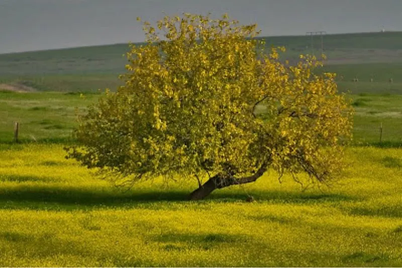 Mustard Plant