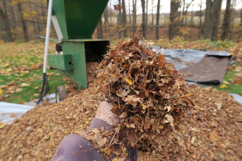 Shredded Leaves