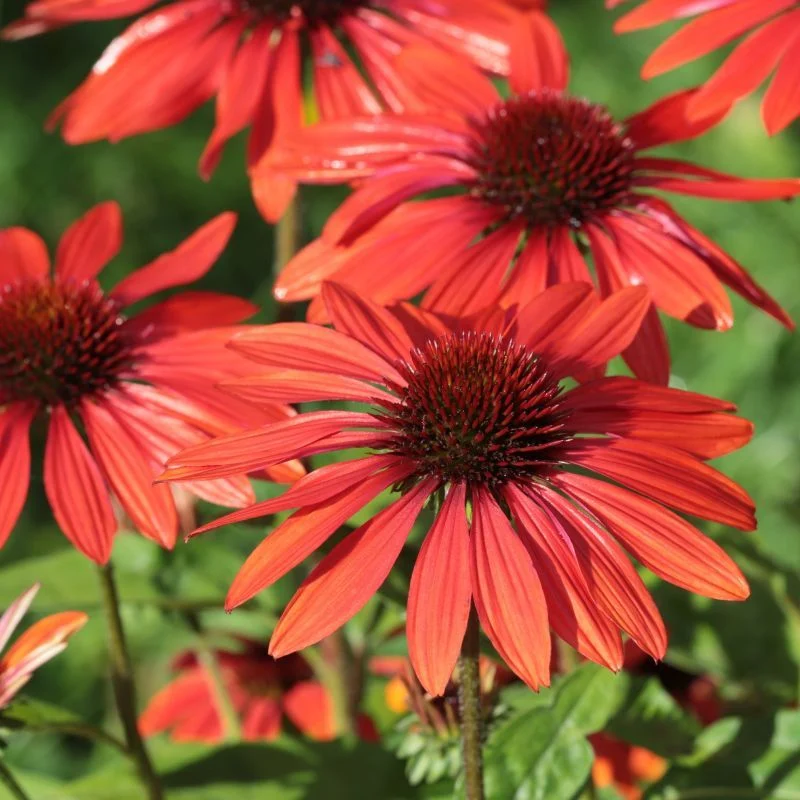 Ruby Star Coneflower