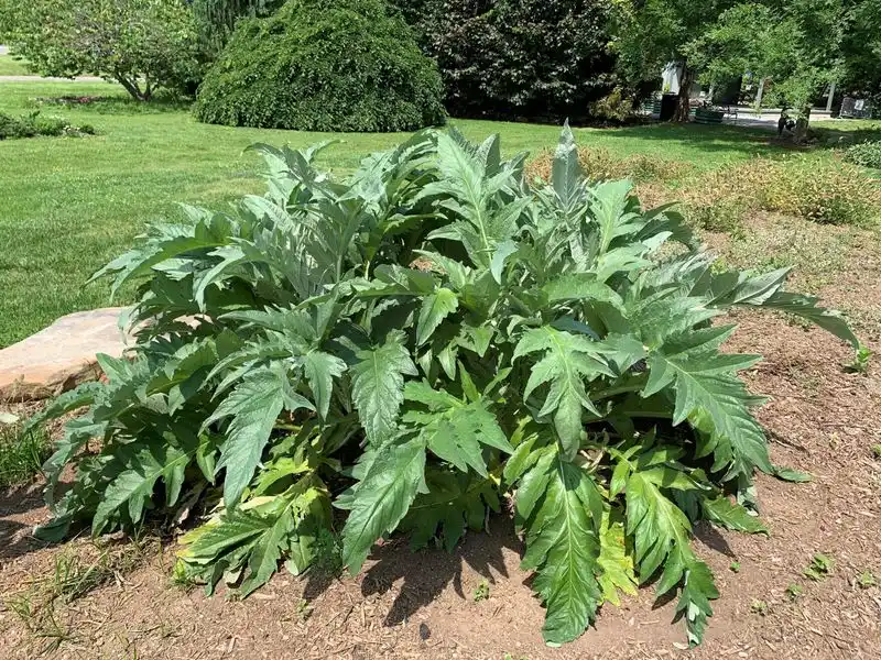 Cardoon