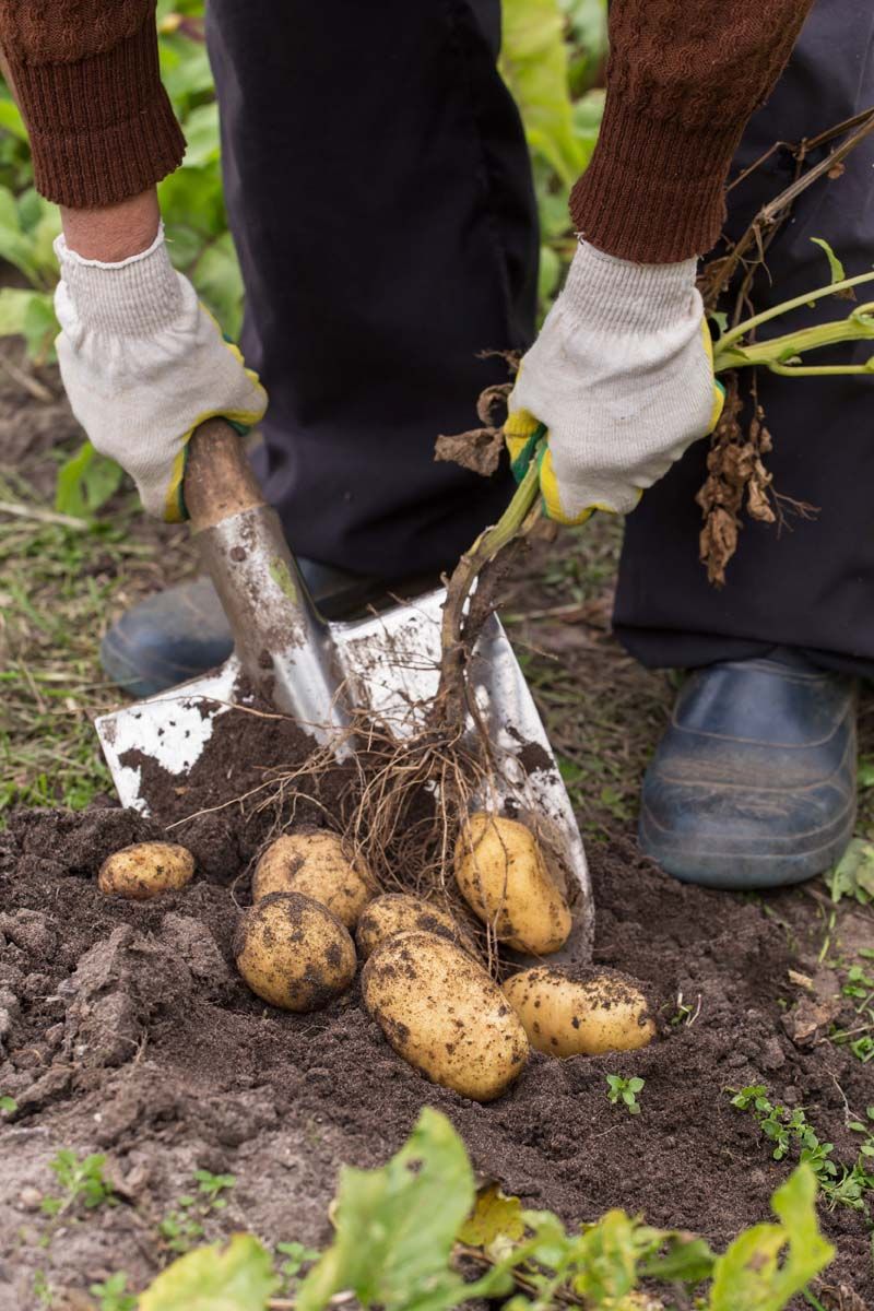 Harvesting the Potatoes