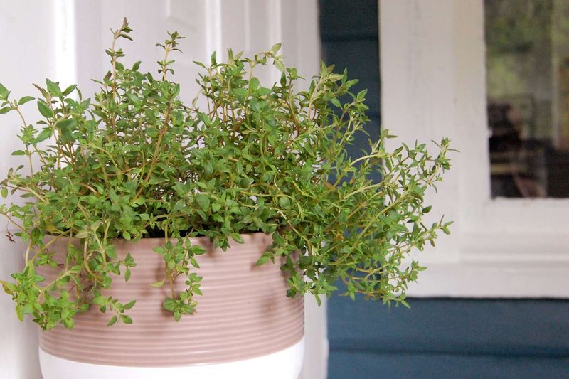 Caring for Thyme in Containers