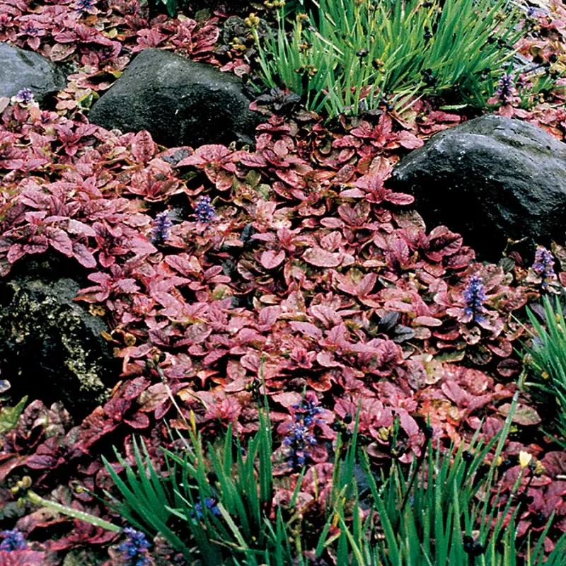 Burgundy Glow Ajuga