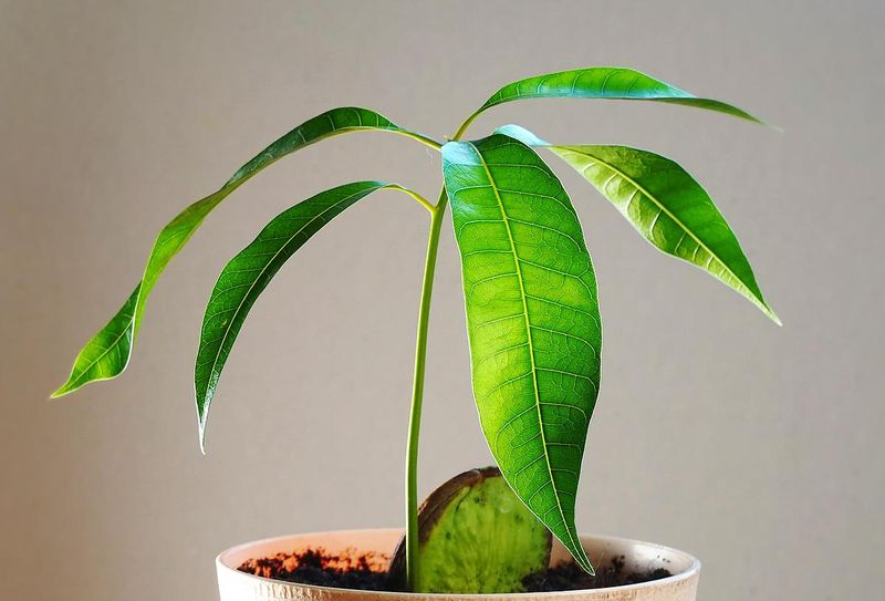 Mango Seed Starting