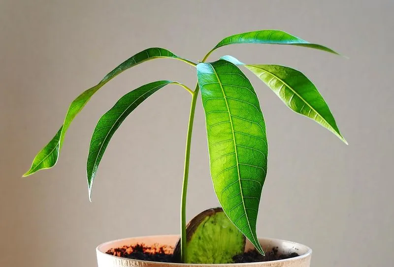 Mango Seed Starting