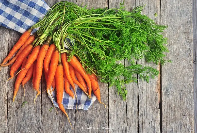 Carrot Tops
