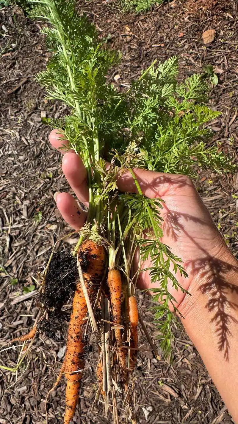 Carrot & Rosemary