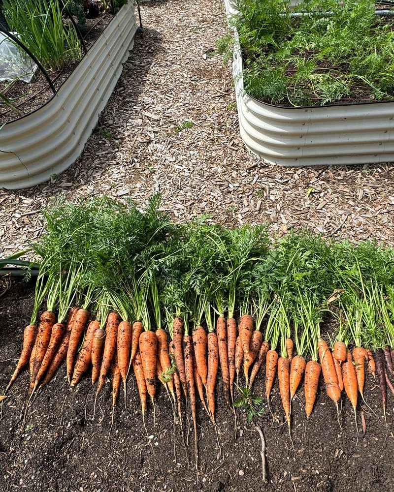 Carrot
