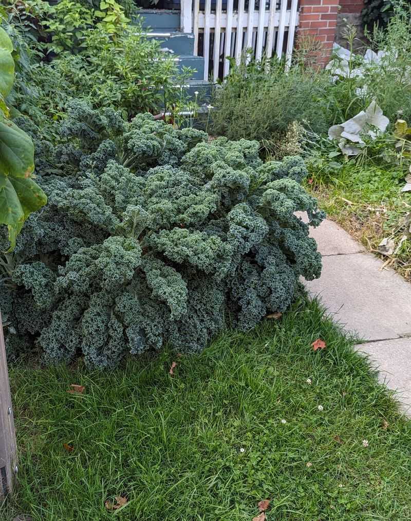 Kale