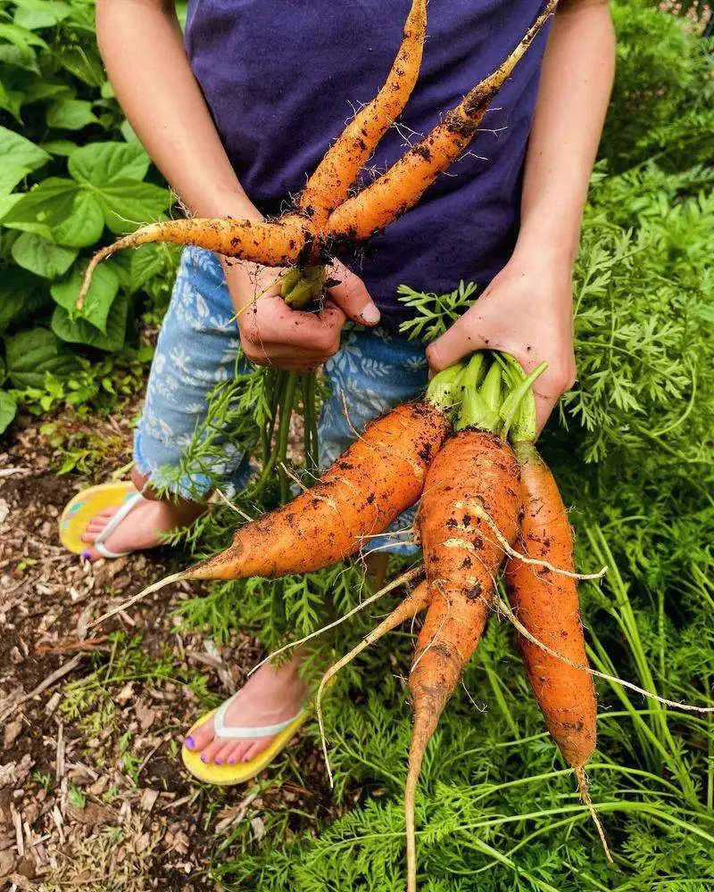 Carrots