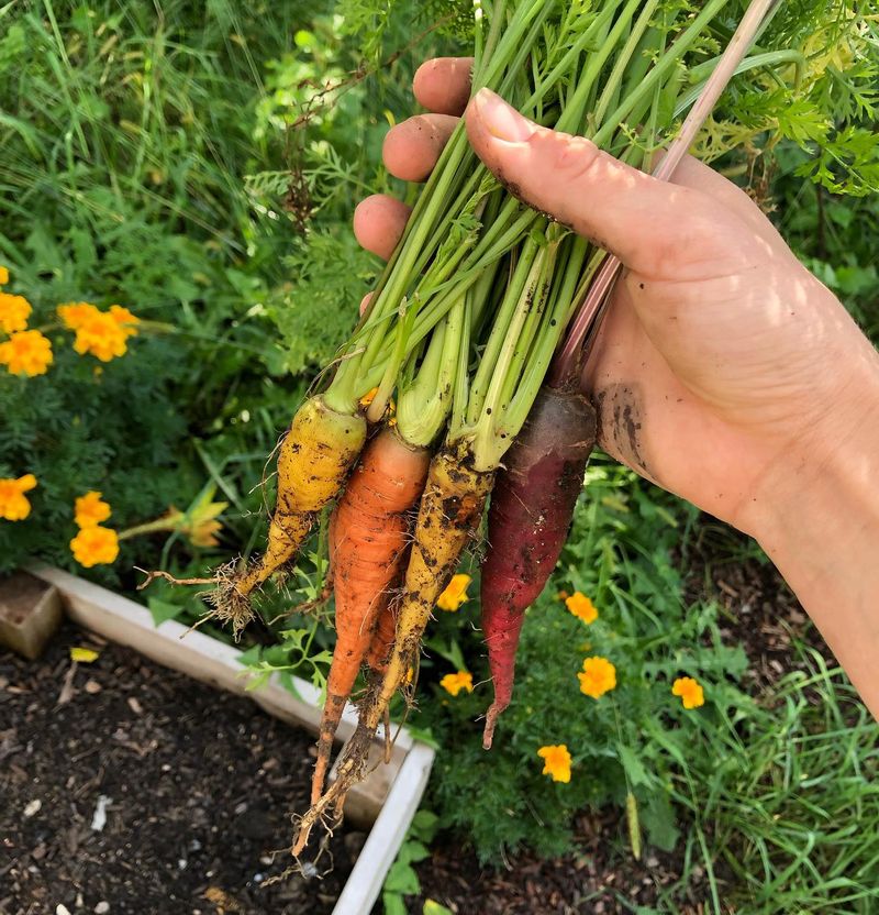 Carrots