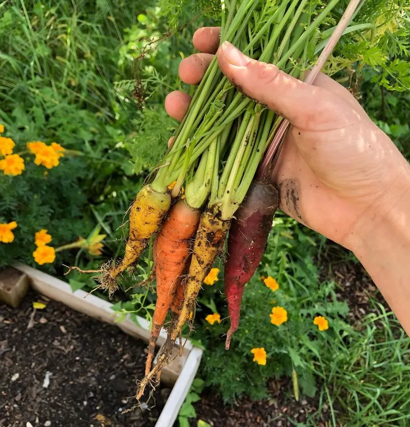 Carrots
