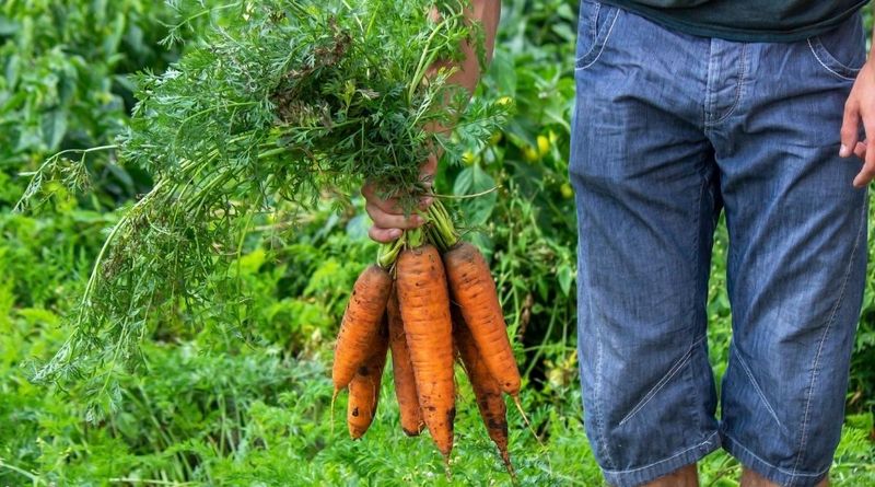 Carrots