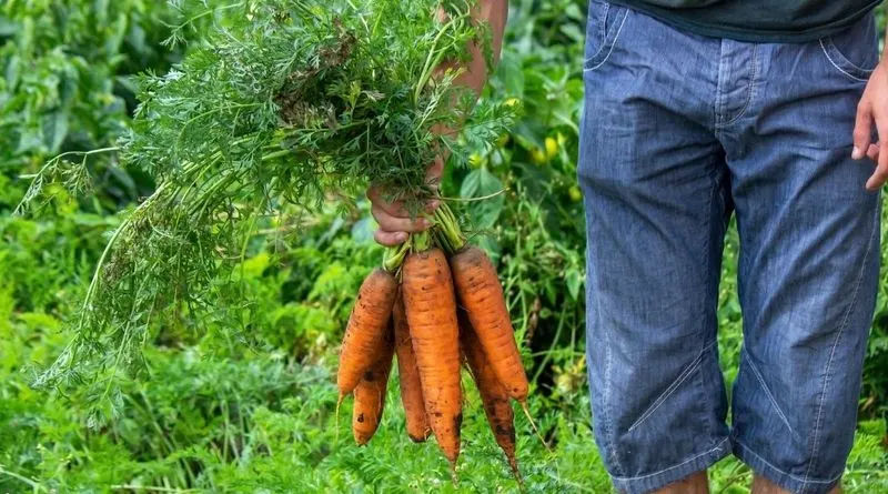 Carrots
