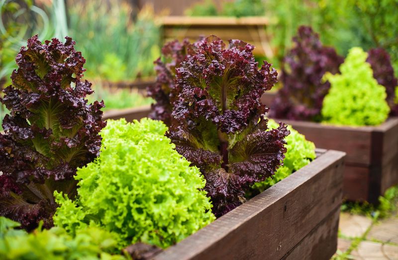 Lettuce