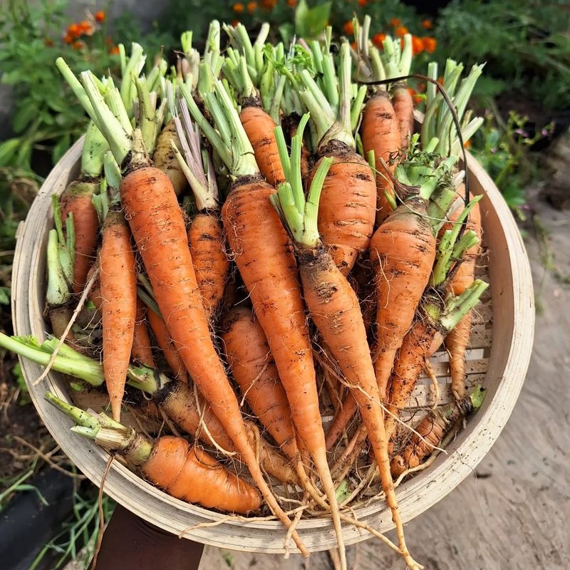 Carrots