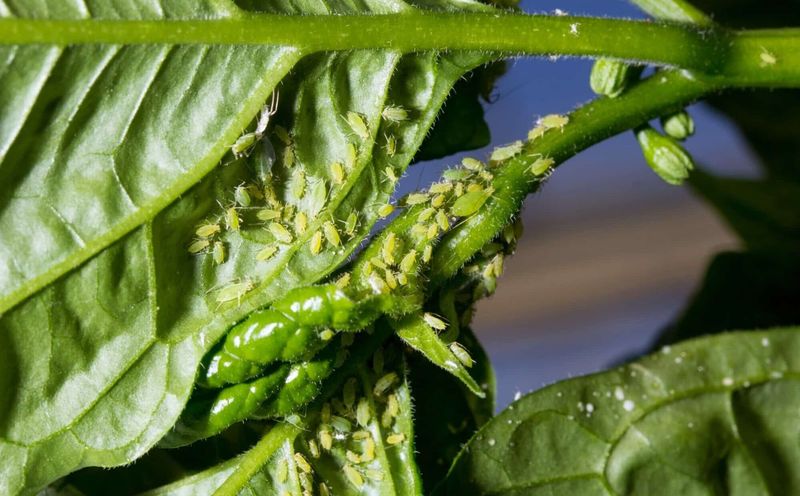 Peppers