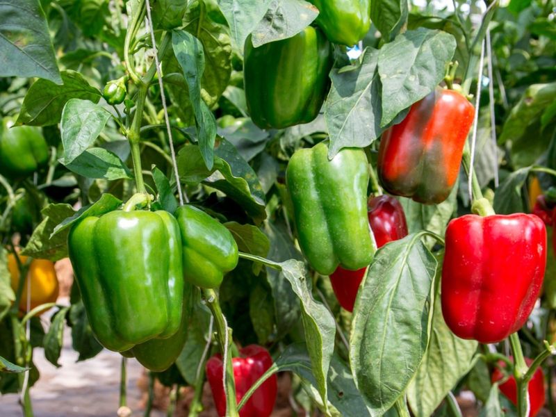 Bell Peppers