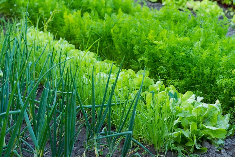 Carrots and Onions