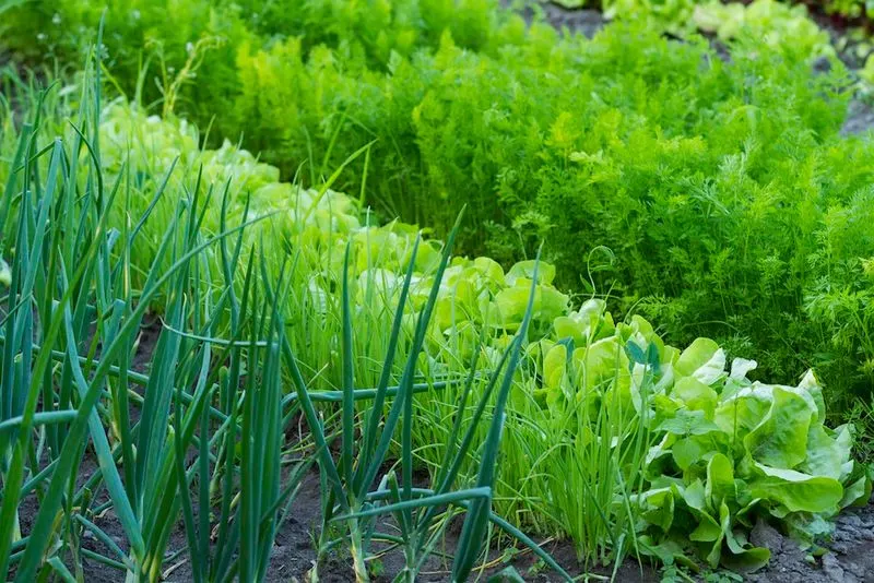 Carrots and Onions
