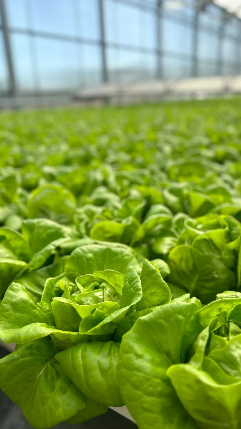 Lettuce