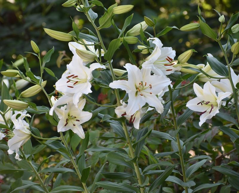 Casa Blanca Lily