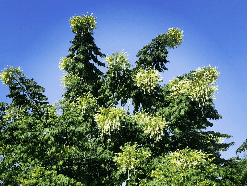 Balsam